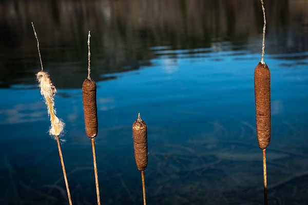 Aquatic plants in farm ponds cattails